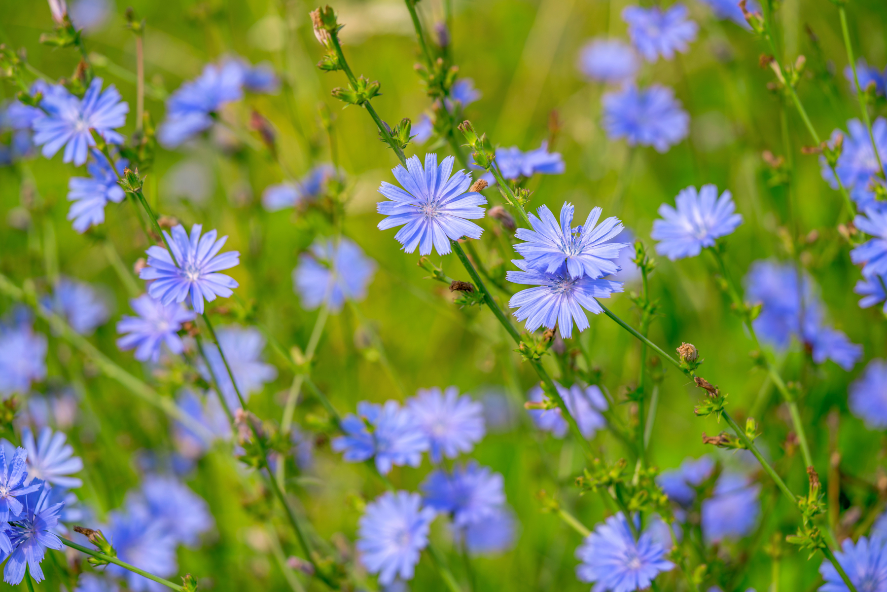 What is Chicory? – Mother Earth News